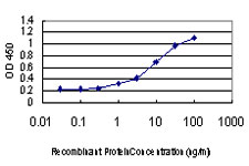 GDI1 Antibody - Detection limit for recombinant GST tagged GDI1 is approximately 0.3 ng/ml as a capture antibody.