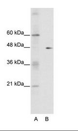 GDI2 Antibody - A: Marker, B: HepG2 Cell Lysate.  This image was taken for the unconjugated form of this product. Other forms have not been tested.
