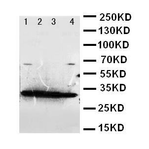 GDNF Antibody - WB of GDNF antibody. Lane 1: Recombinant Human GDNF Protein 10ng. Lane 2: Recombinant Human GDNF Protein 5ng. Lane 3: Recombinant Human GDNF Protein 2.5ng. Lane 4: SMMC Cell Lysate.