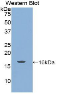 GDNF Antibody - Western blot of recombinant GDNF.  This image was taken for the unconjugated form of this product. Other forms have not been tested.