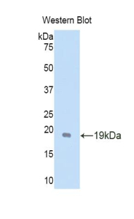 GDNF Antibody - Western blot of recombinant GDNF.  This image was taken for the unconjugated form of this product. Other forms have not been tested.