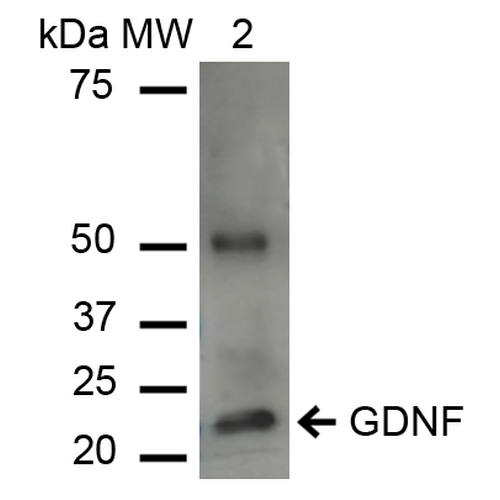 GDNF Antibody - Western blot analysis of Human Cervical cancer cell line (HeLa) lysate showing detection of ~23.7 kDa GDNF protein using Rabbit Anti-GDNF Polyclonal Antibody. Lane 1: Molecular Weight Ladder (MW). Lane 2: HeLa cell lysates. Load: 15 µg. Block: 5% Skim Milk in 1X TBST. Primary Antibody: Rabbit Anti-GDNF Polyclonal Antibody  at 1:1000 for 2 hours at RT. Secondary Antibody: Goat Anti-Rabbit IgG: HRP at 1:1000 for 60 min at RT. Color Development: ECL solution for 6 min in RT. Predicted/Observed Size: ~23.7 kDa. Other Band(s): 50 kDa is a dimer.