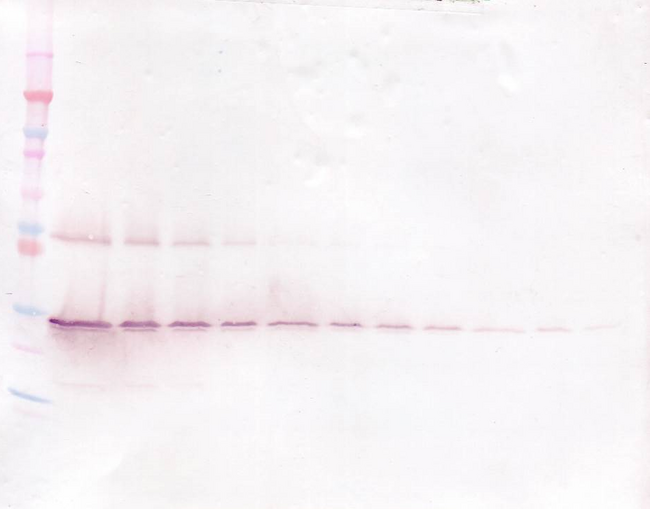 GDNF Antibody - Biotinylated Anti-Human GDNF Western Blot Unreduced