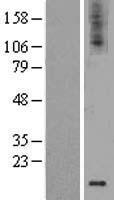 GDNF Protein - Western validation with an anti-DDK antibody * L: Control HEK293 lysate R: Over-expression lysate