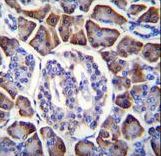GDPD1 Antibody - GDPD1 Antibody immunohistochemistry of formalin-fixed and paraffin-embedded human pancreas tissue followed by peroxidase-conjugated secondary antibody and DAB staining.