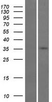 GDPD3 Protein - Western validation with an anti-DDK antibody * L: Control HEK293 lysate R: Over-expression lysate
