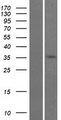 GDPD3 Protein - Western validation with an anti-DDK antibody * L: Control HEK293 lysate R: Over-expression lysate