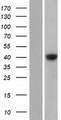 GDPGP1 / C15orf58 Protein - Western validation with an anti-DDK antibody * L: Control HEK293 lysate R: Over-expression lysate