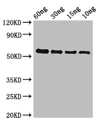 gelE Antibody - Positive WB detected in Recombinant protein;All lanes:gelE antibody at 2?g/ml;Secondary;Goat polyclonal to rabbit IgG at 1/50000 dilution;predicted band size: 56 KDa;observed band size: 56 KDa;