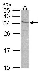 GEM / KIR Antibody - Sample (30 ug of whole cell lysate). A:293T. 12% SDS PAGE. GEM / KIR antibody diluted at 1:500.