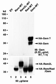 GEM / KIR Antibody - GEM antibody HEK293 lysate overexpressing full-length Human GEM (HA tagged), mock-transfected HEK293 (EV) and HEK293 transiently expressing GEM-related genes (Rem, Rem2L and Rad) probed with (1 ug/ml). The same lysates probed with anti-HA tag antibody in the lower panel.