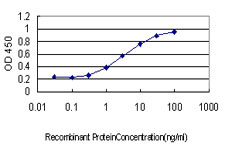 GEM / KIR Antibody - Detection limit for recombinant GST tagged GEM is approximately 0.3 ng/ml as a capture antibody.