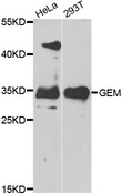 GEM / KIR Antibody - Western blot analysis of extracts of various cell lines.