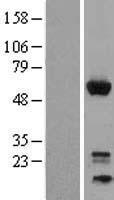 GEM / KIR Protein - Western validation with an anti-DDK antibody * L: Control HEK293 lysate R: Over-expression lysate