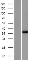 GEMC1 / GMNC Protein - Western validation with an anti-DDK antibody * L: Control HEK293 lysate R: Over-expression lysate