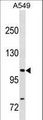 GEMIN4 Antibody - GEMIN4 Antibody western blot of A549 cell line lysates (35 ug/lane). The GEMIN4 antibody detected the GEMIN4 protein (arrow).