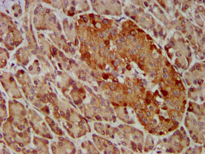 GEMIN4 Antibody - Immunohistochemistry image at a dilution of 1:400 and staining in paraffin-embedded human pancreatic tissue performed on a Leica BondTM system. After dewaxing and hydration, antigen retrieval was mediated by high pressure in a citrate buffer (pH 6.0) . Section was blocked with 10% normal goat serum 30min at RT. Then primary antibody (1% BSA) was incubated at 4 °C overnight. The primary is detected by a biotinylated secondary antibody and visualized using an HRP conjugated SP system.