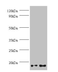 GEMIN7 Antibody - Western blot All lanes: GEMIN7 antibody at 2µg/ml Lane 1: Hela whole cell lysate Lane 2: 293T whole cell lysate Secondary Goat polyclonal to rabbit IgG at 1/10000 dilution Predicted band size: 15 kDa Observed band size: 15 kDa