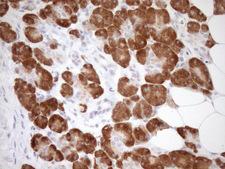 GEMIN8 Antibody - Immunohistochemical staining of paraffin-embedded Human pancreas tissue within the normal limits using anti-GEMIN8 mouse monoclonal antibody. (Heat-induced epitope retrieval by 1mM EDTA in 10mM Tris buffer. (pH8.5) at 120°C for 3 min. (1:150)