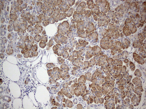 GEMIN8 Antibody - Immunohistochemical staining of paraffin-embedded Human pancreas tissue using anti-GEMIN8 mouse monoclonal antibody. (Heat-induced epitope retrieval by 1mM EDTA in 10mM Tris buffer. (pH8.0) at 110C for 10 min. (1:400)