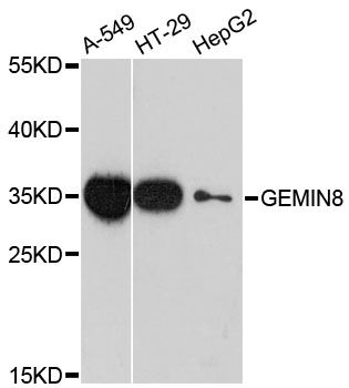 GEMIN8 Antibody - Western blot analysis of extracts of various cell lines, using GEMIN8 antibody at 1:3000 dilution. The secondary antibody used was an HRP Goat Anti-Rabbit IgG (H+L) at 1:10000 dilution. Lysates were loaded 25ug per lane and 3% nonfat dry milk in TBST was used for blocking. An ECL Kit was used for detection and the exposure time was 90s.