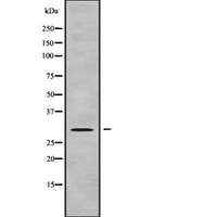 GEMIN8 Antibody - Western blot analysis GEMIN8 using K562 whole cells lysates
