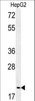 Geminin Antibody - Western blot of GMNN Antibody (Center Y111) in HepG2 cell line lysates (35 ug/lane). GMNN (arrow) was detected using the purified antibody.