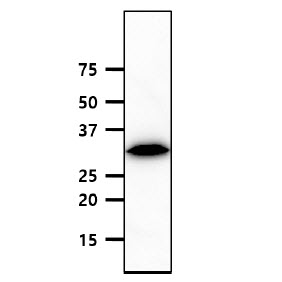 Geminin Antibody - The K562 cell lysate(40ug) were resolved by SDS-PAGE, transferred to PVDF membrane and probed with anti-human Geminin (1:500). Proteins were visualized using a goat anti-mouse secondary antibody conjugated to HRP and an ECL detection system.