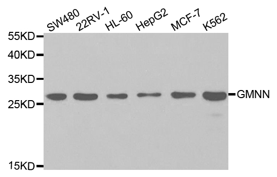 Geminin Antibody - Western blot analysis of extracts of various cell lines, using GMNN antibody.