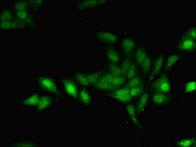 Geminin Antibody - Immunofluorescent analysis of Hela cells using GMNN Antibody at dilution of 1:100 and Alexa Fluor 488-congugated AffiniPure Goat Anti-Rabbit IgG(H+L)