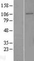 GEN1 Protein - Western validation with an anti-DDK antibody * L: Control HEK293 lysate R: Over-expression lysate