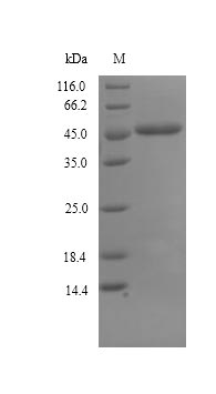 Glycerol-1-phosphate dehydrogenase [NAD(P)+] (egsA) Protein - (Tris-Glycine gel) Discontinuous SDS-PAGE (reduced) with 5% enrichment gel and 15% separation gel.