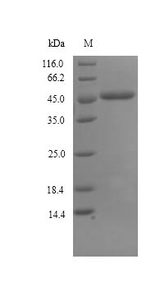 Glycerol-1-phosphate dehydrogenase [NAD(P)+] (egsA) Protein - (Tris-Glycine gel) Discontinuous SDS-PAGE (reduced) with 5% enrichment gel and 15% separation gel.
