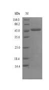 Glycerol-1-phosphate dehydrogenase [NAD(P)+] (egsA) Protein - (Tris-Glycine gel) Discontinuous SDS-PAGE (reduced) with 5% enrichment gel and 15% separation gel.