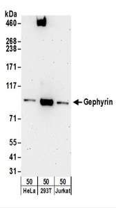 Gephyrin Antibody - Detection of Human Gephyrin by Western Blot. Samples: Whole cell lysate (50 ug) from HeLa, 293T, and Jurkat cells. Antibodies: Affinity purified rabbit anti-Gephyrin antibody used for WB at 0.1 ug/ml. Detection: Chemiluminescence with an exposure time of 3 minutes.