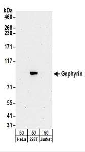 Gephyrin Antibody - Detection of Human Gephyrin by Western Blot. Samples: Whole cell lysate (50 ug) from HeLa, 293T, and Jurkat cells. Antibodies: Affinity purified rabbit anti-Gephyrin antibody used for WB at 0.1 ug/ml. Detection: Chemiluminescence with an exposure time of 3 minutes.