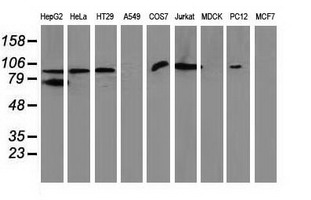 Gephyrin Antibody - Western blot of extracts (35 ug) from 9 different cell lines by using anti-GPHN monoclonal antibody (HepG2: human; HeLa: human; SVT2: mouse; A549: human; COS7: monkey; Jurkat: human; MDCK: canine; PC12: rat; MCF7: human).