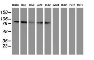 Gephyrin Antibody - Western blot of extracts (35 ug) from 9 different cell lines by using anti-GPHN monoclonal antibody.