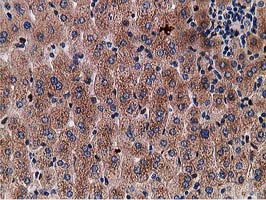 Gephyrin Antibody - IHC of paraffin-embedded Human liver tissue using anti-GPHN mouse monoclonal antibody.
