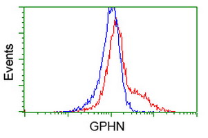 Gephyrin Antibody - HEK293T cells transfected with either overexpress plasmid (Red) or empty vector control plasmid (Blue) were immunostained by anti-GPHN antibody, and then analyzed by flow cytometry.