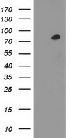 Gephyrin Antibody - HEK293T cells were transfected with the pCMV6-ENTRY control (Left lane) or pCMV6-ENTRY GPHN (Right lane) cDNA for 48 hrs and lysed. Equivalent amounts of cell lysates (5 ug per lane) were separated by SDS-PAGE and immunoblotted with anti-GPHN.