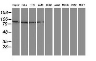Gephyrin Antibody - Western blot of extracts (35 ug) from 9 different cell lines by using anti-GPHN monoclonal antibody.