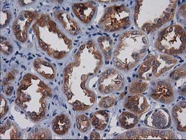 Gephyrin Antibody - IHC of paraffin-embedded Human Kidney tissue using anti-GPHN mouse monoclonal antibody.
