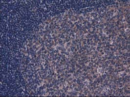 Gephyrin Antibody - IHC of paraffin-embedded Human lymph node tissue using anti-GPHN mouse monoclonal antibody.