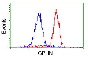 Gephyrin Antibody - Flow cytometry of HeLa cells, using anti-GPHN antibody (Red), compared to a nonspecific negative control antibody (Blue).