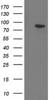 Gephyrin Antibody - HEK293T cells were transfected with the pCMV6-ENTRY control (Left lane) or pCMV6-ENTRY GPHN (Right lane) cDNA for 48 hrs and lysed. Equivalent amounts of cell lysates (5 ug per lane) were separated by SDS-PAGE and immunoblotted with anti-GPHN.