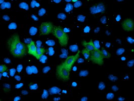 Gephyrin Antibody - Anti-GPHN mouse monoclonal antibody immunofluorescent staining of COS7 cells transiently transfected by pCMV6-ENTRY GPHN.