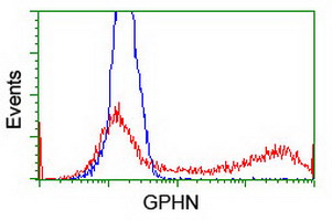 Gephyrin Antibody - HEK293T cells transfected with either overexpress plasmid (Red) or empty vector control plasmid (Blue) were immunostained by anti-GPHN antibody, and then analyzed by flow cytometry.