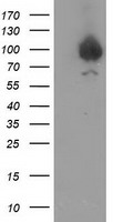 Gephyrin Antibody - HEK293T cells were transfected with the pCMV6-ENTRY control (Left lane) or pCMV6-ENTRY GPHN (Right lane) cDNA for 48 hrs and lysed. Equivalent amounts of cell lysates (5 ug per lane) were separated by SDS-PAGE and immunoblotted with anti-GPHN.