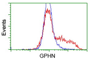 Gephyrin Antibody - HEK293T cells transfected with either overexpress plasmid (Red) or empty vector control plasmid (Blue) were immunostained by anti-GPHN antibody, and then analyzed by flow cytometry.